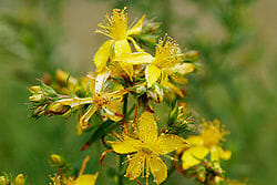 St Johns Wort